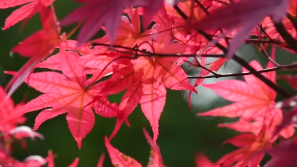 Японський Клен Червоним Листям Вітрі — стокове відео