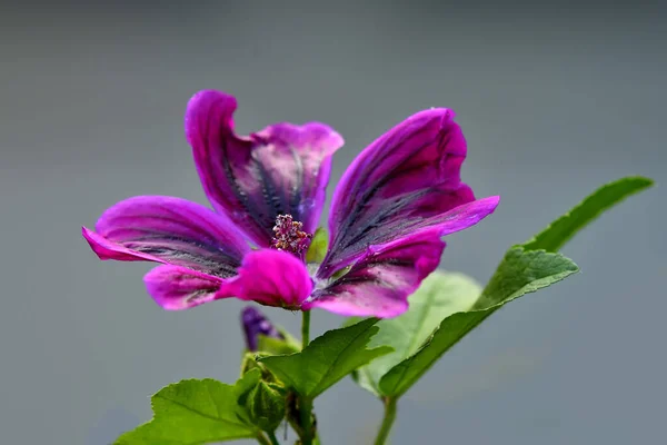 Mauve Fleur Plante Médicinale — Photo