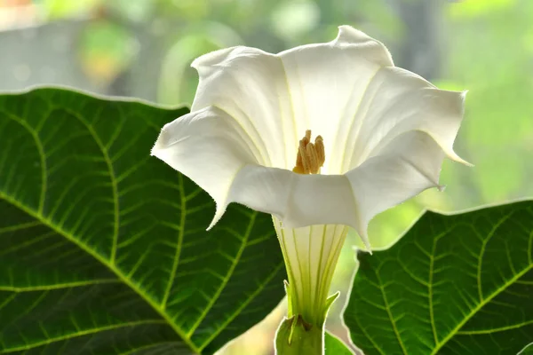 有白花的荆棘苹果 — 图库照片