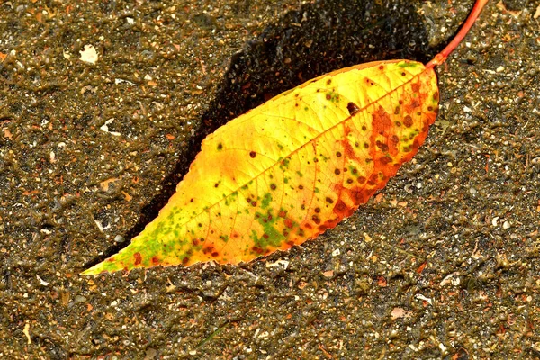 Осенний Буковый Лист Улице — стоковое фото