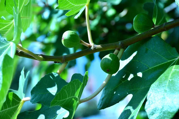 Higos Inmaduros Árbol —  Fotos de Stock