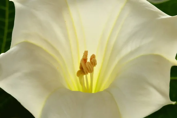 Thorn Apple White Flower — Stock Photo, Image