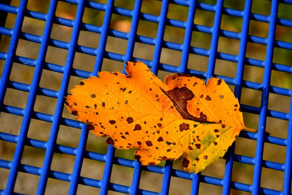 座席の青いグリッド上の秋の紅葉 — ストック写真