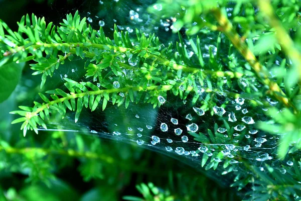 Spider Web Raindrops Bush — Stock Photo, Image
