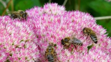 Yaşam çiçeğinin üzerindeki arılar