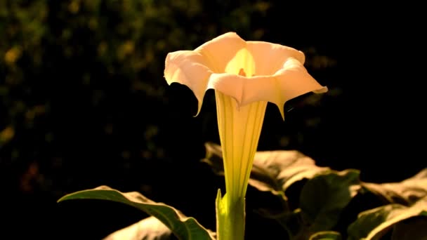 Manzana Espina Con Flor Blanca Retroiluminación — Vídeo de stock