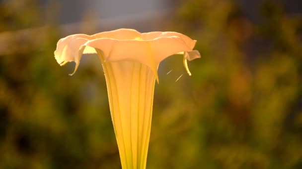 Manzana Espina Con Flor Blanca Retroiluminación — Vídeos de Stock