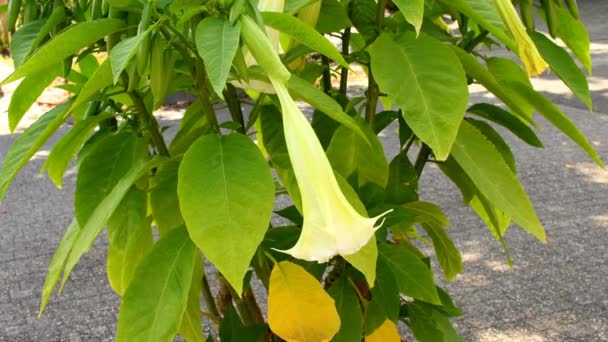 Brugmansia Planta Com Flor Amarela — Vídeo de Stock