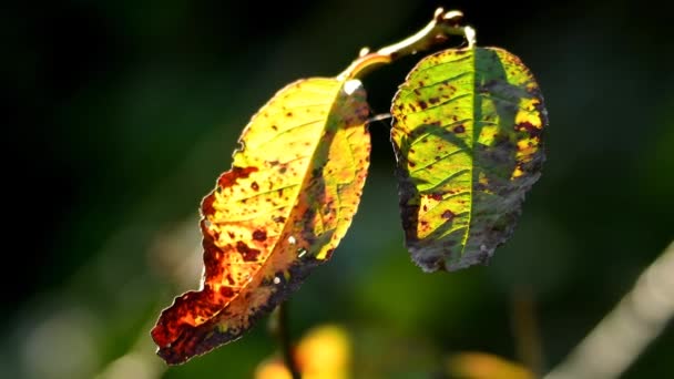 Höstmålade Blad Bakgrundsbelysning — Stockvideo