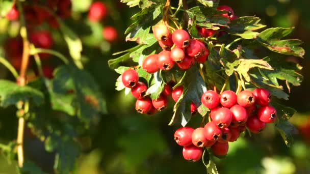 Hawthorn Φαρμακευτικό Φυτό Ώριμα Μούρα — Αρχείο Βίντεο