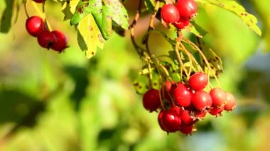 Hawthorn tıbbi bitkisi olgun böğürtlenlerle