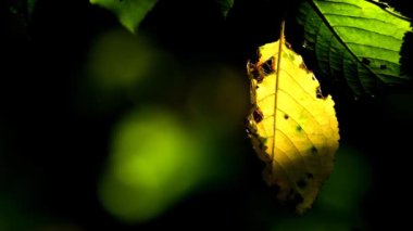 Arka planda sonbahar boyalı yapraklar