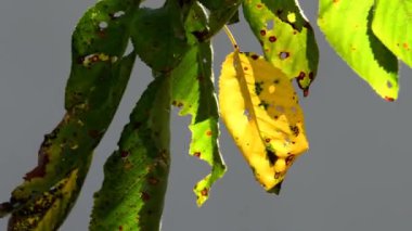 Arka planda sonbahar boyalı yapraklar