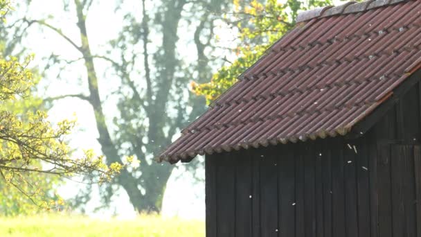 Mosche Che Ballano Retroilluminazione Accanto Cottage — Video Stock