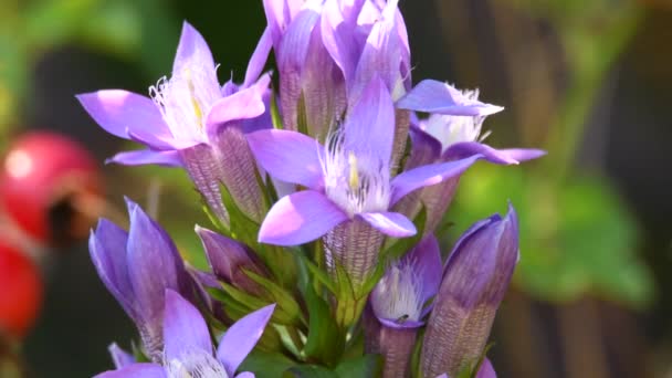 Genciana Pantanosa Prado Alemania Reserva Biosfera Unesco Schwaebische Alb Cerca — Vídeo de stock