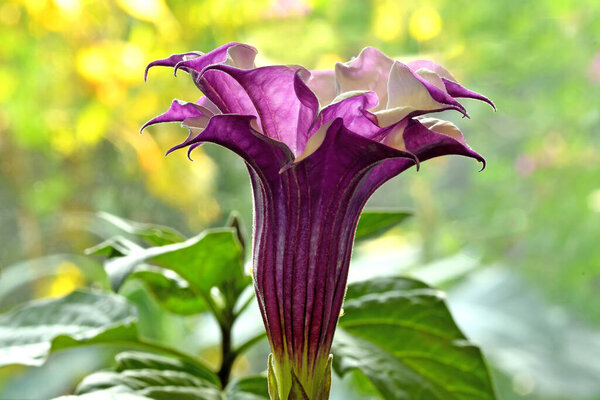 Шип яблоко с фиолетовым и белый цветок в подсветке