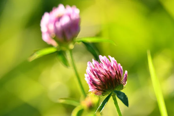 Rode Klaver Medicinale Plant Met Fower — Stockfoto