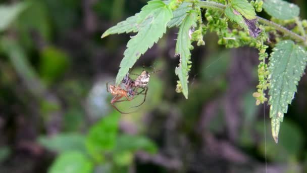 Par Arañas Tela Del Vivero Durante Cortejar Araña Masculina Está — Vídeos de Stock