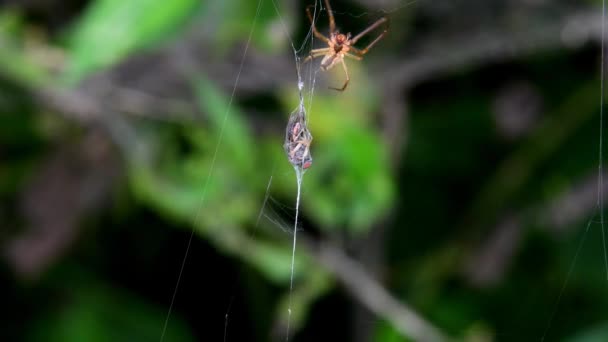 Par Aranhas Web Berçário Durante Wooing Aranha Masculina Está Oferecendo — Vídeo de Stock