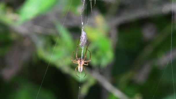 Kur Yaparken Bir Çift Örümceği Erkek Örümceği Düğün Hediyesi Sunuyor — Stok video