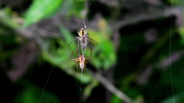Kur Yaparken Bir Çift Örümceği Erkek Örümceği Düğün Hediyesi Sunuyor — Stok video