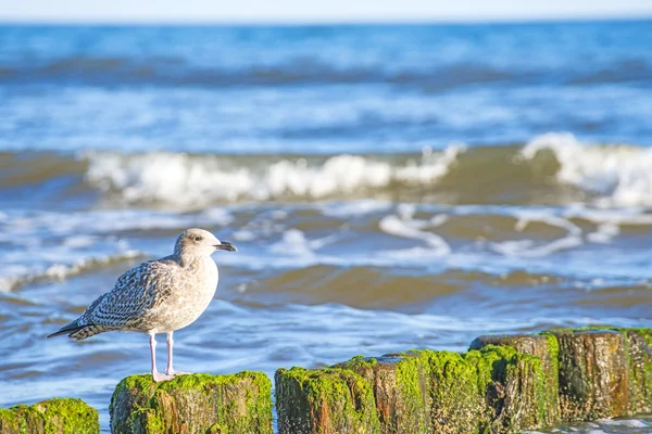 Virilha no mar Báltico com gaivota — Fotografia de Stock