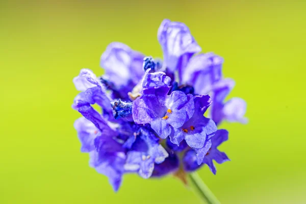 Lavande avec fond flou — Photo