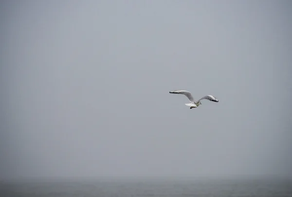 波罗的海上空的海鸥 — 图库照片