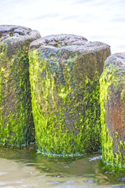 Baltık Denizi kasık 