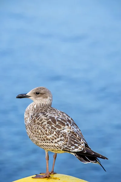 Mewa srebrzysta, larus fuscus l. immat. — Zdjęcie stockowe