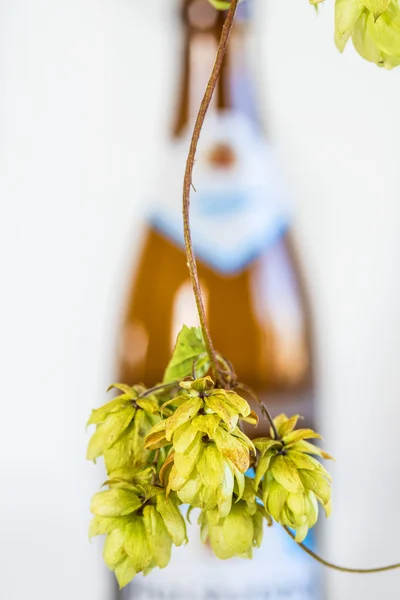 Olgun hop koniler ile bira şişesi — Stok fotoğraf