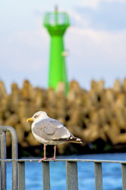 ringa martı, larus argenataus pontoppidan