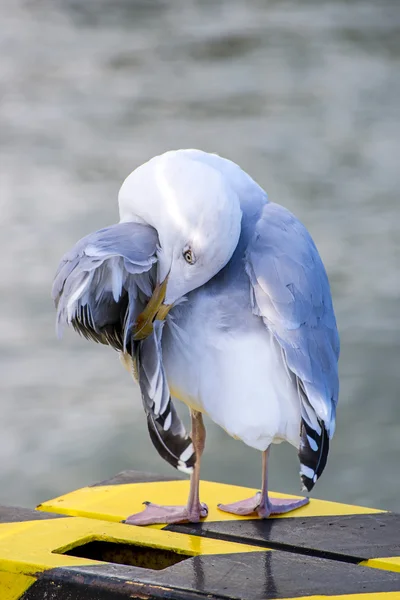 청 어 갈매기, larus argenataus pontoppidan — 스톡 사진