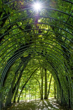 hornbeams güneş yansıması ile kemer