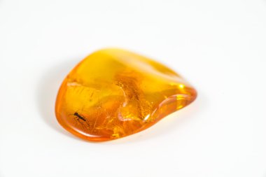 Amber katıştırılmış böcek ile