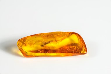 Amber katıştırılmış böcek ile
