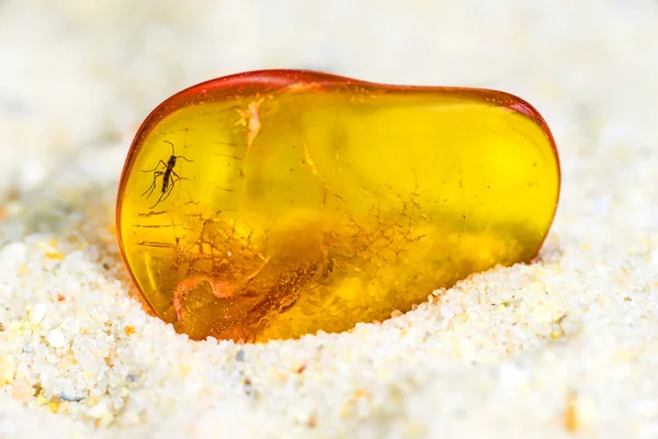 Amber with embedded insect — Stock Photo, Image
