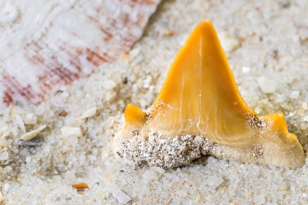 Shark tooth — Stock Photo, Image