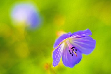 Sardunya pratense, çayır cranesbill