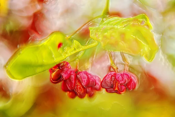 Europese spindle tree — Stockfoto