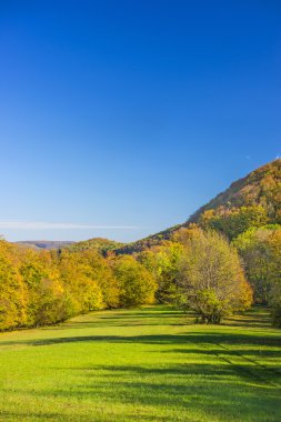 Orman sıcak, güneşli renkli boyalı sonbahar yaprakları ile