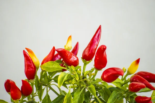 Chilis at a plant — Stock Photo, Image