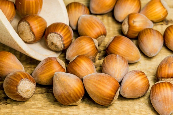 Hazelnuts — Stock Photo, Image