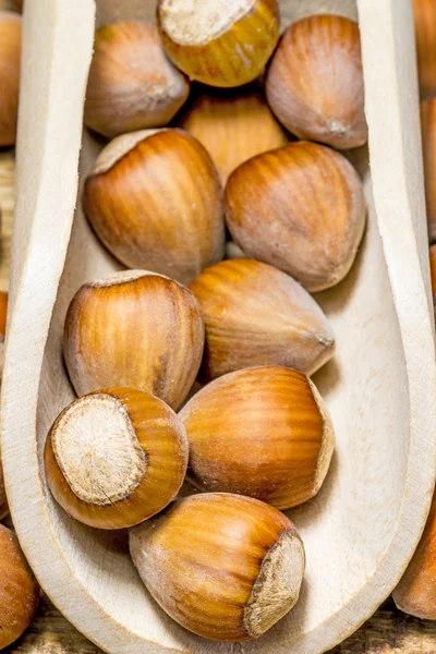 Hazelnuts — Stock Photo, Image