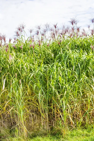 Gras wechseln — Stockfoto