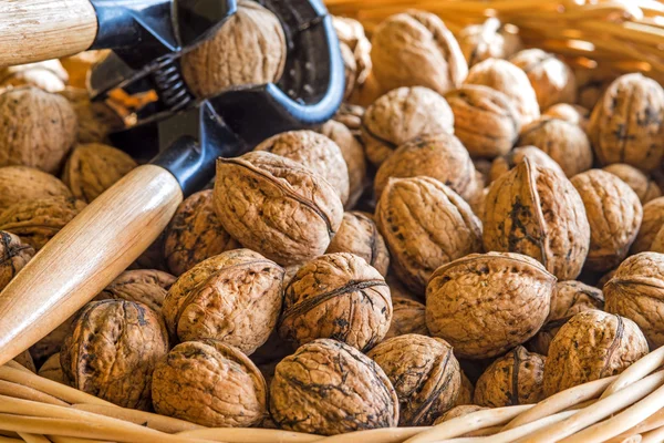 Walnut — Stock Photo, Image