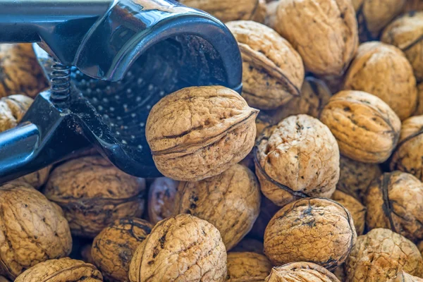 Walnut — Stock Photo, Image