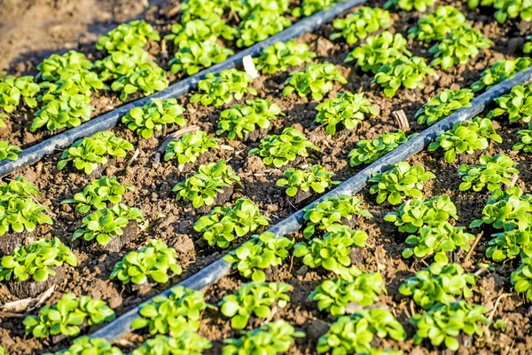 Teelt van veld salade — Stockfoto