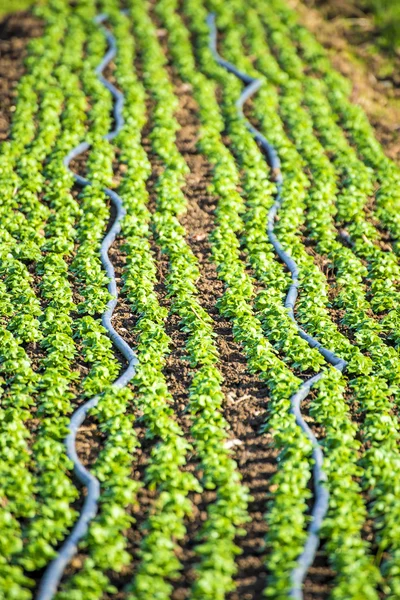 Coltivazione di insalata di campo — Foto Stock