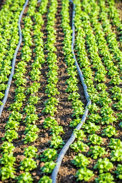 Teelt van veld salade — Stockfoto